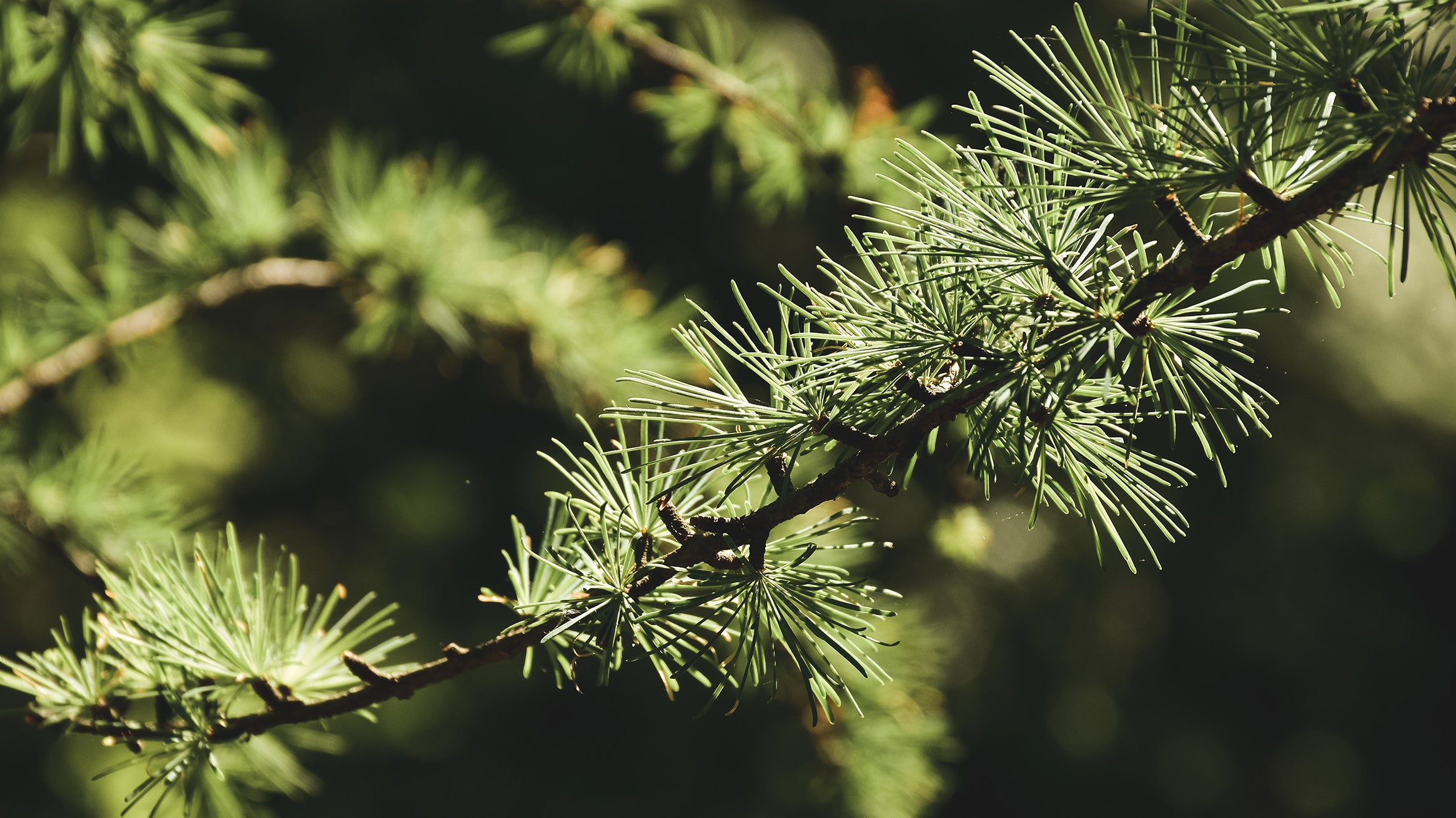 Omàmìwininì: Algonquin People